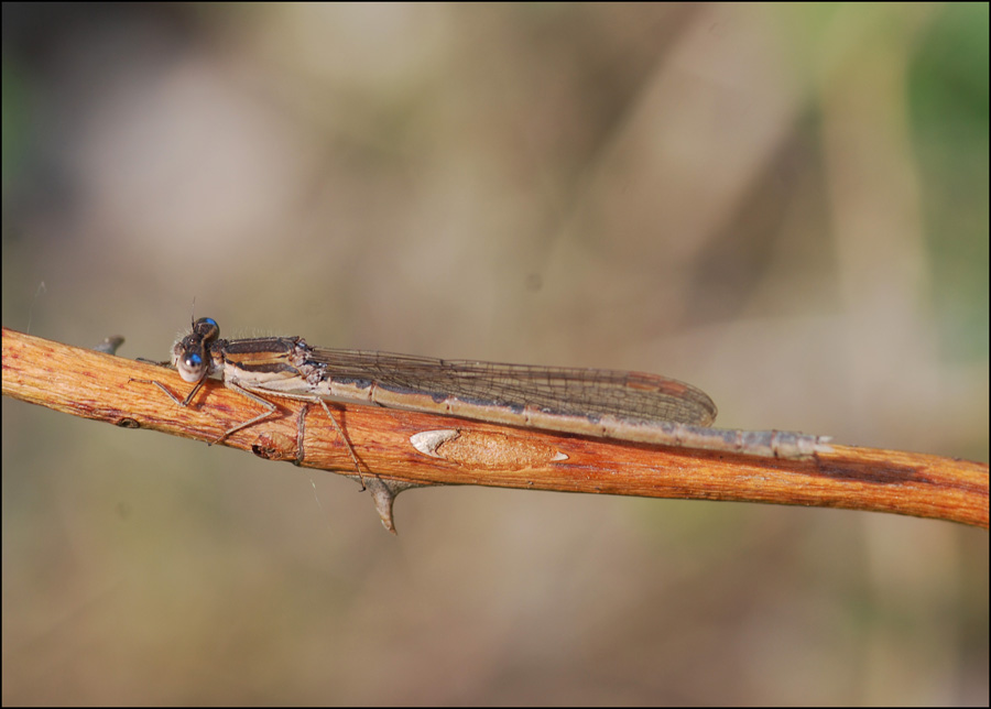 libellula 4: femmina Sympecma fusca